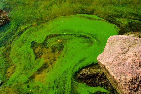 Green algae pollution on a water surface. Ecological conceptの写真素材