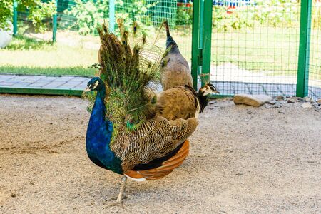 Multi colored peacock male on a gravelの写真素材
