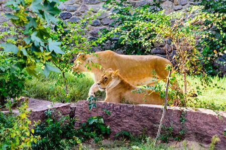 Two lionesses (Panthera leo) resting among green vegetationの写真素材