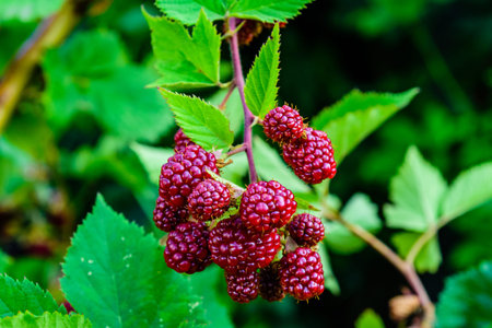 Unripe berries on bush of blackberry in garden