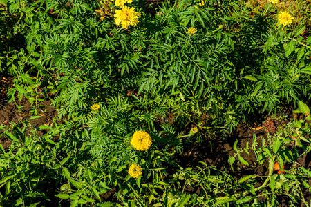 Yellow marigold flowers (african marigolds, tagetes erecta) on flowerbedの写真素材