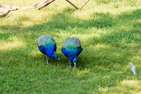 Colorful peacock males on a green grassの写真素材