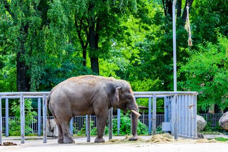 Asian or indian elephant in a corralの写真素材