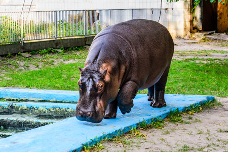Hippopotamus (Hippopotamus amphibius). Young female of hippo