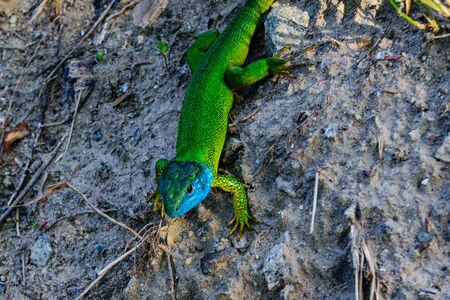 Male of european green lizard (Lacerta viridis) at summerの写真素材