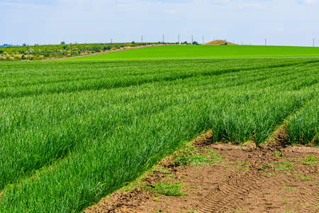 Agricultural field with young green onion on summerの写真素材
