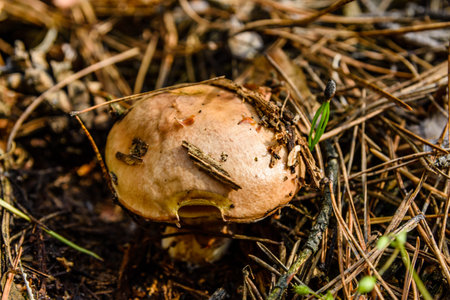 Suillus mushroom growing in forest at summer