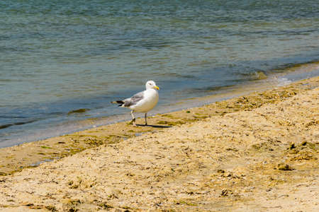 Sea gull on a sandy beach at seasideの写真素材