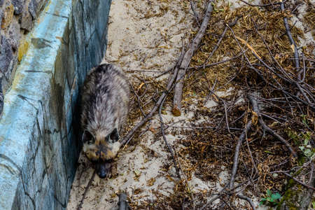 Striped hyena (Hyaena hyaena) on a sandの写真素材