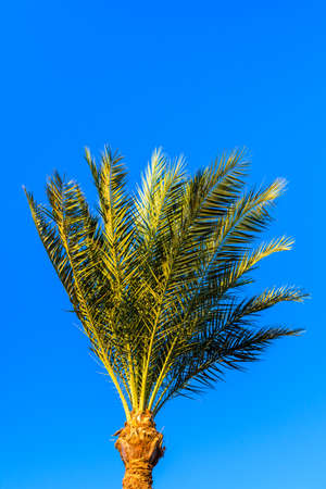 Green date palm tree against blue sky. Looking upの写真素材