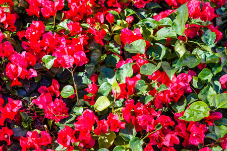 Blossoming bougainvillea plant growing in a garden