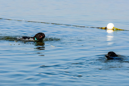 Young black mastiff dog swimming in sea