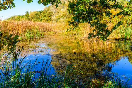Small lake in a forest on summer