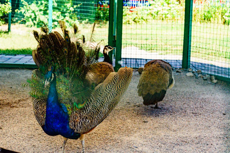 Multi colored peacock male on a gravel