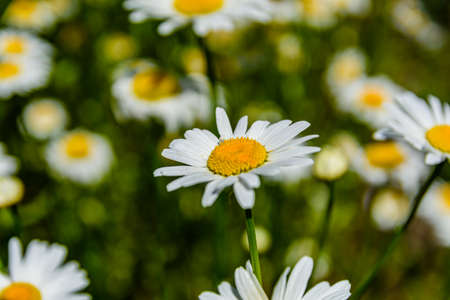 Chamomile flowers blooming in garden at springの写真素材