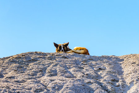 Homeless mongrel dog resting on pile of gravel