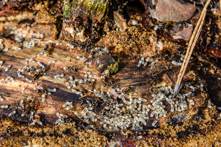 Colony of ants in a rotten stump