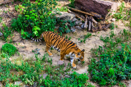 Big striped tiger (Panthera tigris) walking among green vegetation