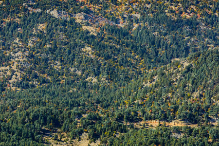 Background of green coniferous forest. Natural pattern