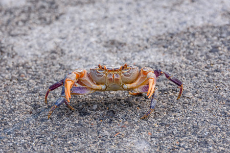Freshwater river crab (Potamon ibericum) on stone