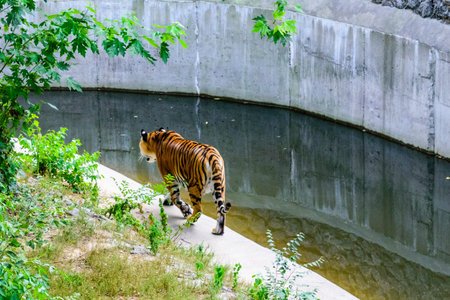 Big striped tiger (Panthera tigris) walking among green vegetation