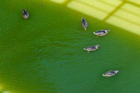 Flock of ducks swimming in the riverの写真素材