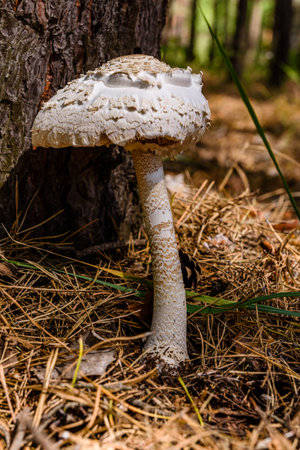 Parasol mushroom (macrolepiota procera) growing in forestの写真素材