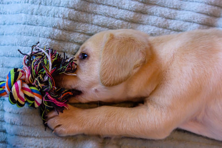 Young purebred puppy of labrador retriever playing with rope toy
