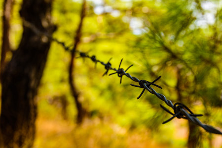 Closeup of the barbed wire in forest