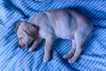 Young purebred puppy of labrador retriever sleeping on bedの写真素材