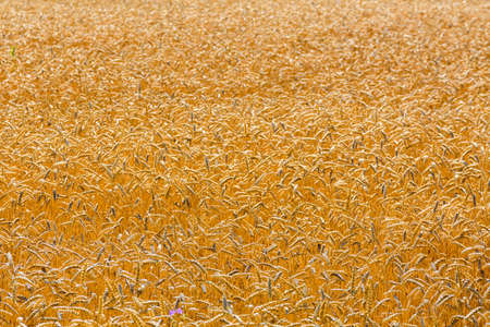 Backdrop of the ripe wheat. Agricultural conceptの写真素材