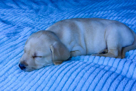 Young purebred puppy of labrador retriever sleeping on bedの写真素材