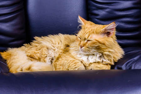 Ginger cat in leather office armchair. Cat in manager chairの写真素材