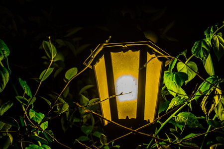Old street lantern in green foliage at night