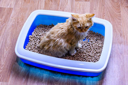 Ginger kitten in litter box with fillerの写真素材
