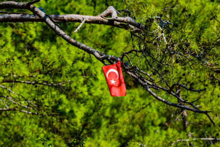 Red turkish flag with crescent and star hanging on branch of tree in forestの写真素材