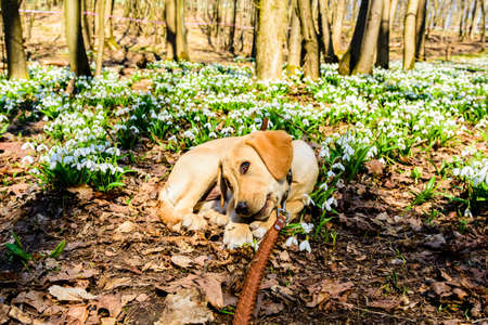 Cute young labrador retriever puppy among blooming snowdrops at forestの写真素材