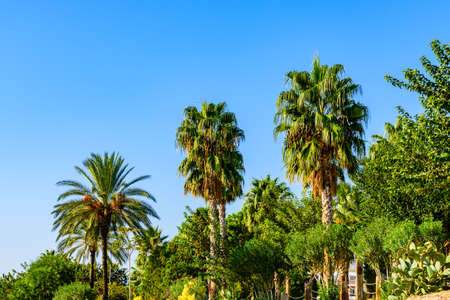 Evergreen palm trees growing in city parkの写真素材