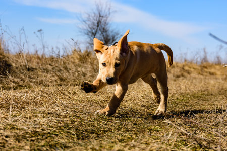 Cute young labrador retriever dog running at meadow on early spring