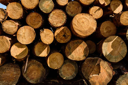Background of many tree logs. Wooden patternの写真素材
