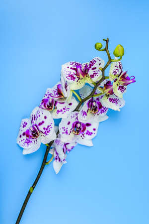Orchid flower isolated on a blue backgroundの写真素材