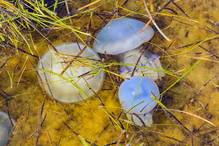 Translucent medusa. Jellyfishes (Rhizostomeae) floating in water
