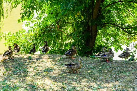 Flock of ducks on bank of pond