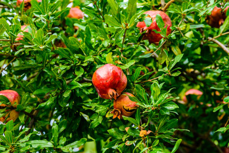 Ripe pomegranate fruits on tree at orchard