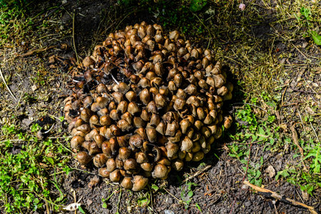 Fiber cap mushrooms (Inocybe asterospora) growing in forest