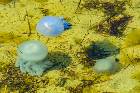 Translucent medusa. Jellyfishes (Rhizostomeae) floating in waterの写真素材