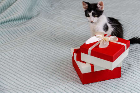 Little black and white kitten and gift box on bedの写真素材