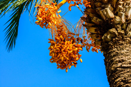 Bunches of ripe fruits on green date palm tree