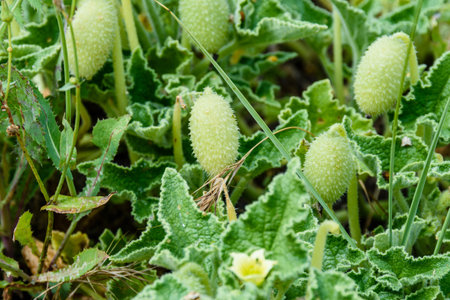 Exploding cucumber plant (ecballium elaterium) with ripe fruits