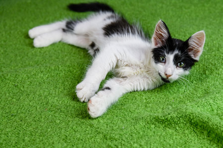 Little black and white kitten lying on bedの写真素材